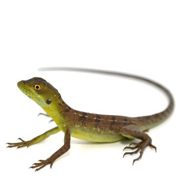 Baby Plumed Green Basilisk